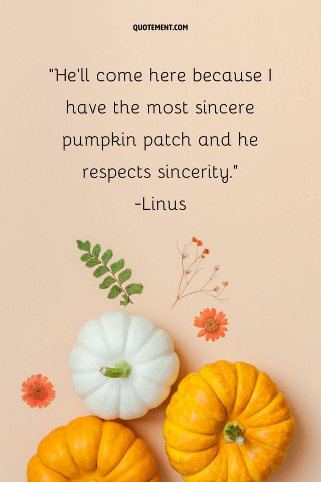 70-cute-pumpkin-patch-quotes-to-spice-up-your-day