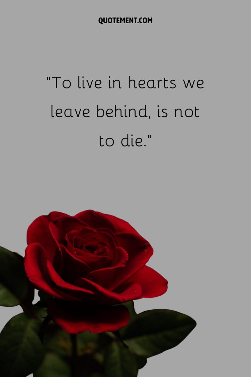 red rose representing a quote about loved ones in heaven.
