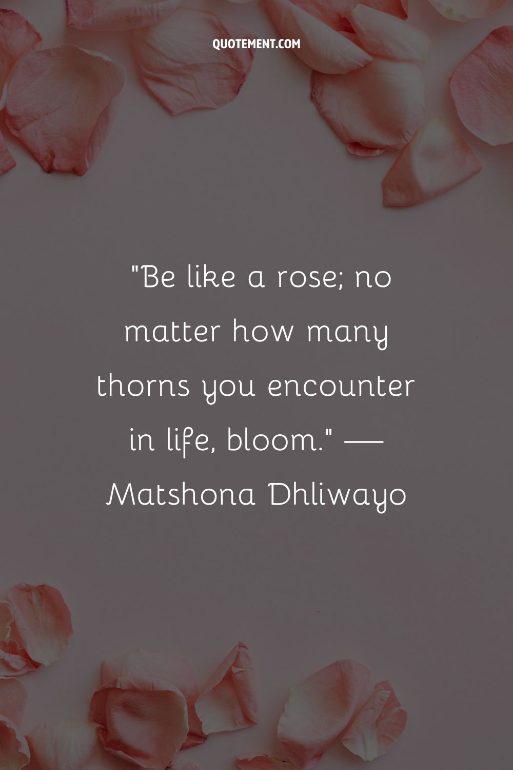 Elegant rose petals representing a quote about blooming.
