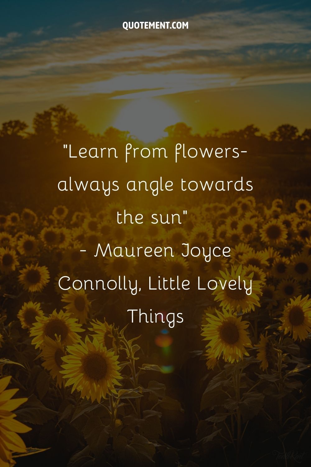 Learn from flowers-always angle towards the sun