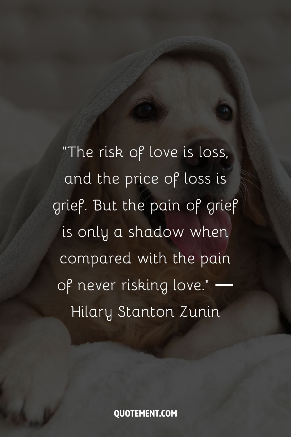 A beagle dog wrapped in a soft blanket representing a pet loss quote
