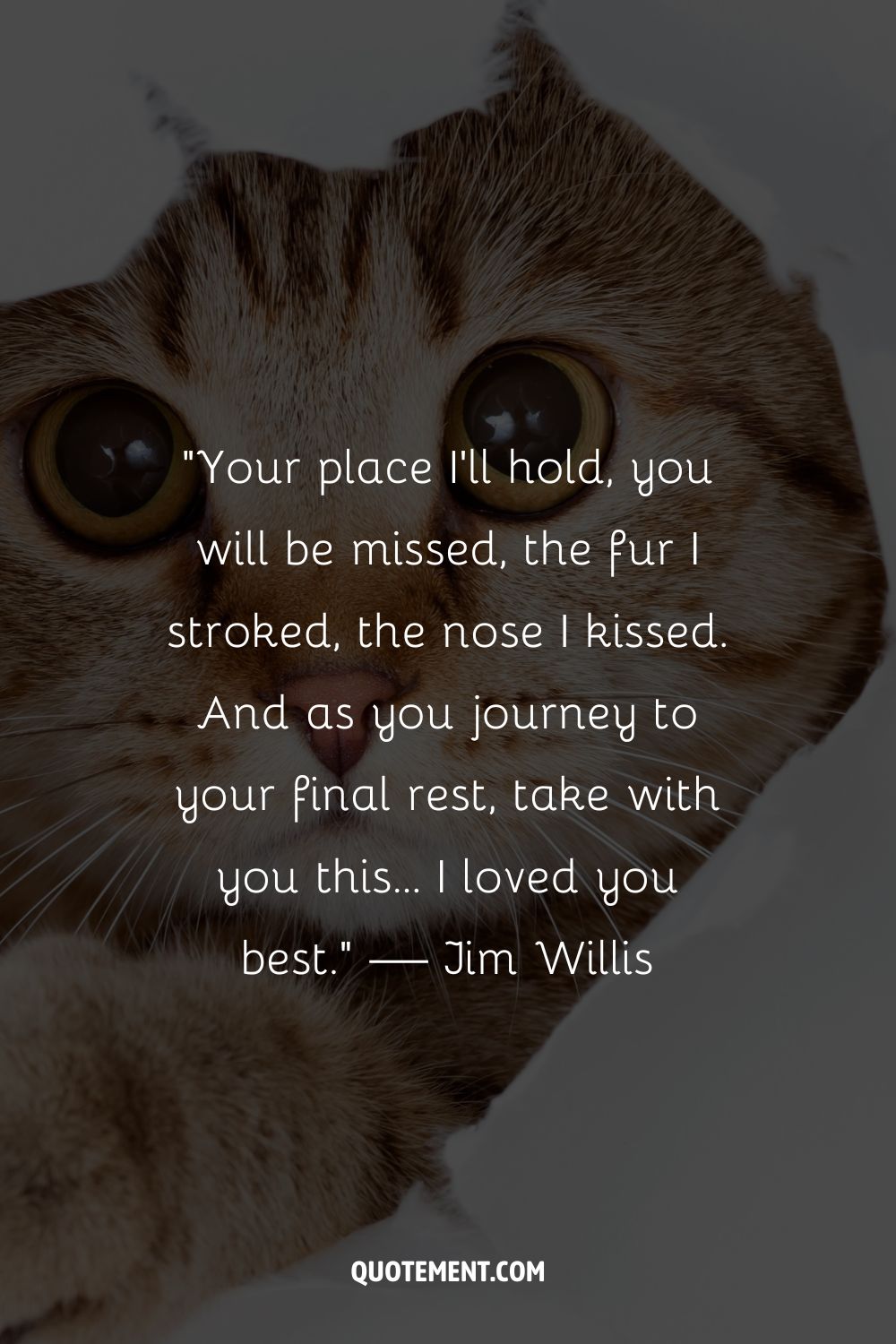 A close-up of a tabby cat representing a cat loss quote
