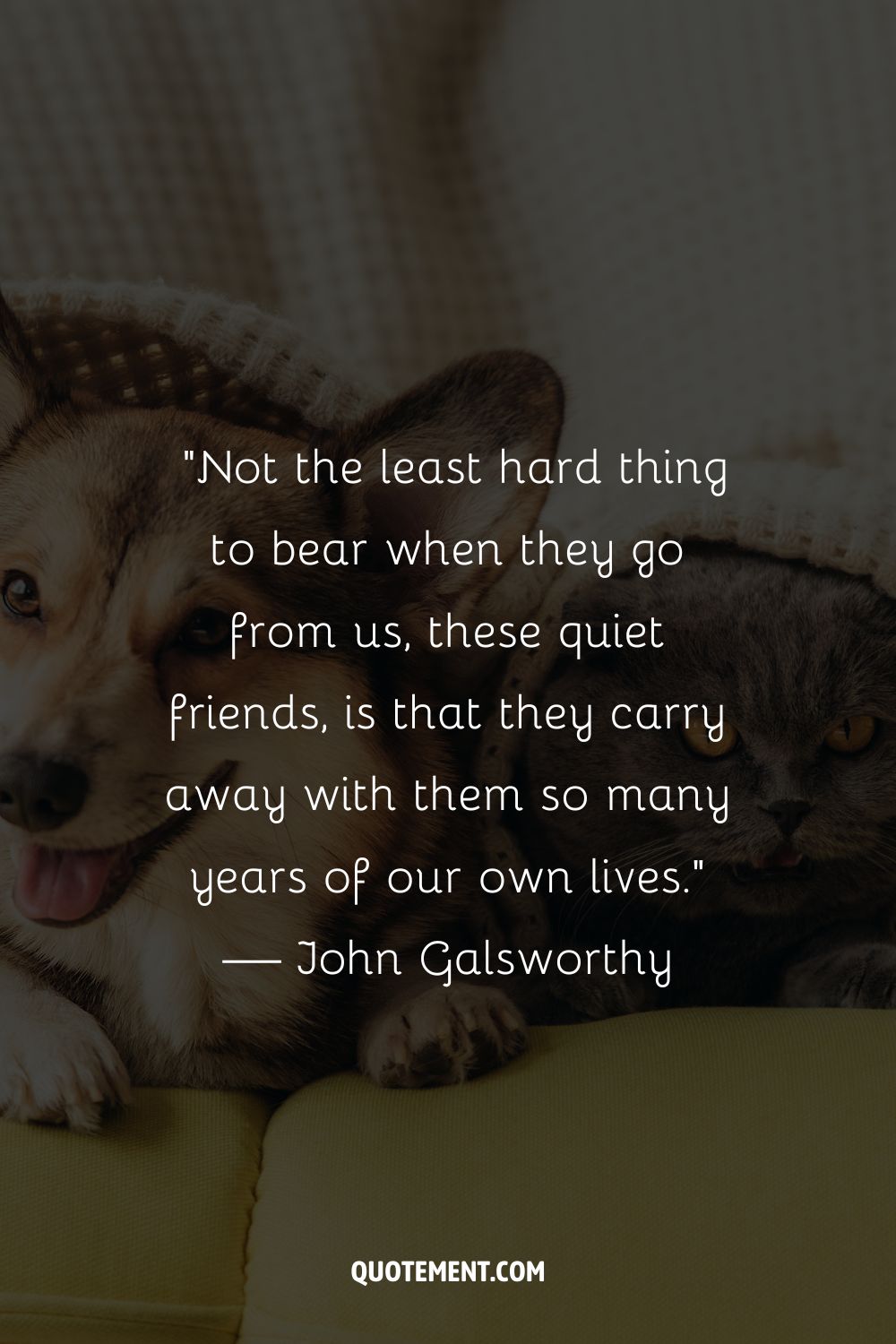 A dog and a cat on a yellow cushion representing a touching pet loss quote

