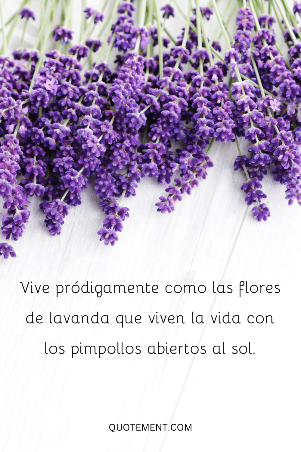 Vive pródigamente como las flores de lavanda que viven la vida con los pimpollos abiertos al sol