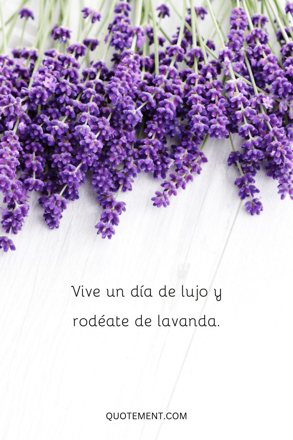 Vive a lo grande por un día y rodéate de lavanda