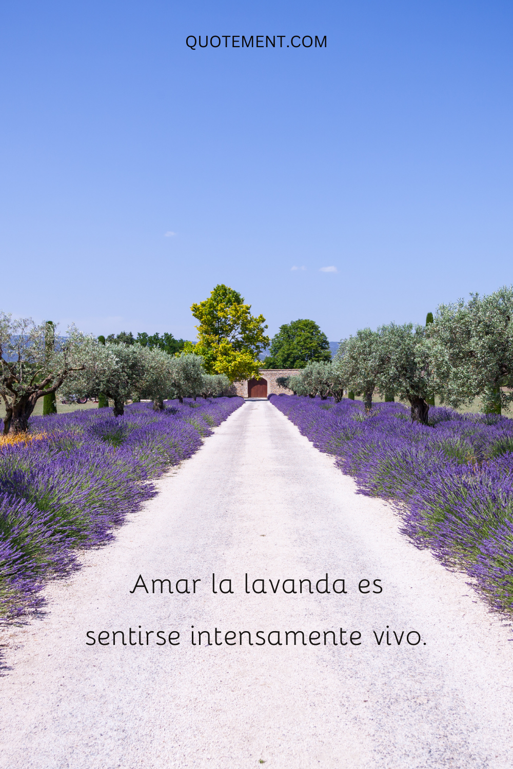 Amar la lavanda es sentirse intensamente vivo