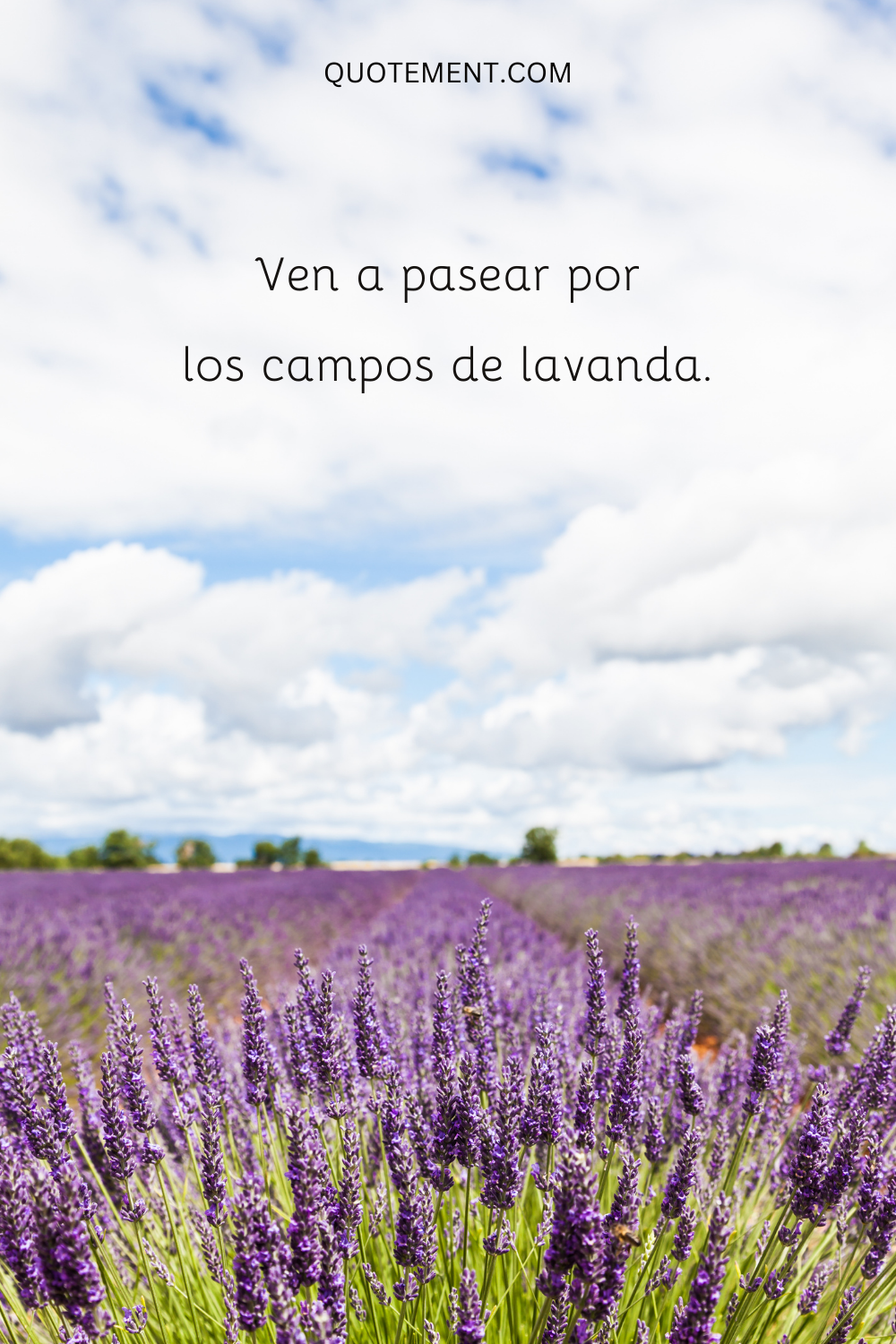 Ven a pasear por los campos de lavanda