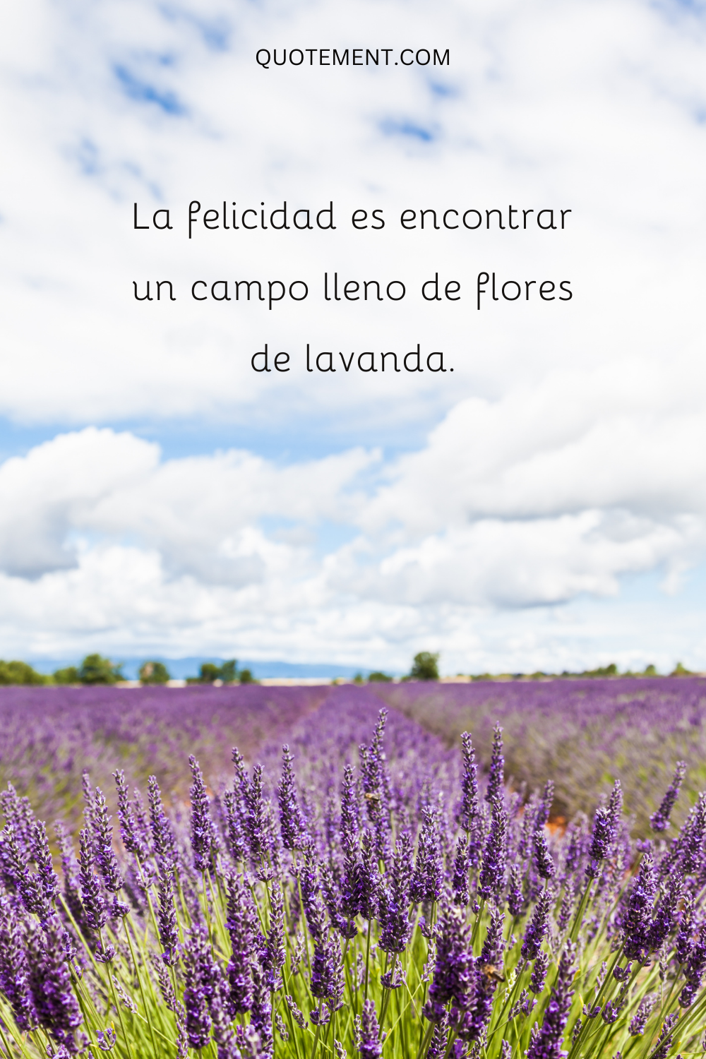 La felicidad es encontrar un campo lleno de flores de lavanda