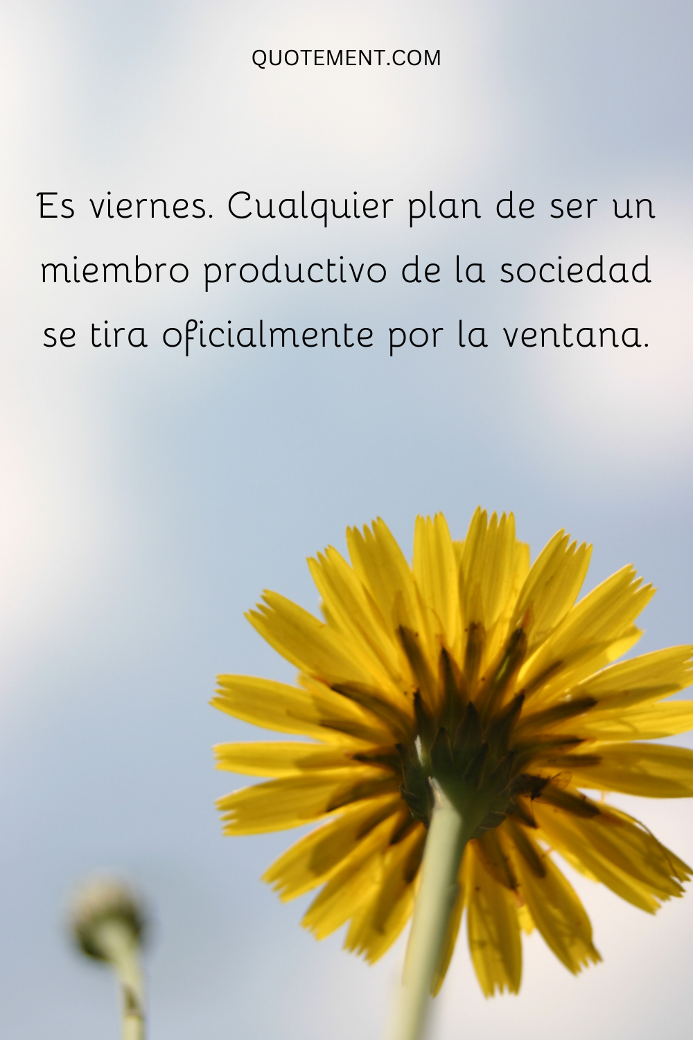 Cualquier plan de ser un miembro productivo de la sociedad se tira oficialmente por la ventana