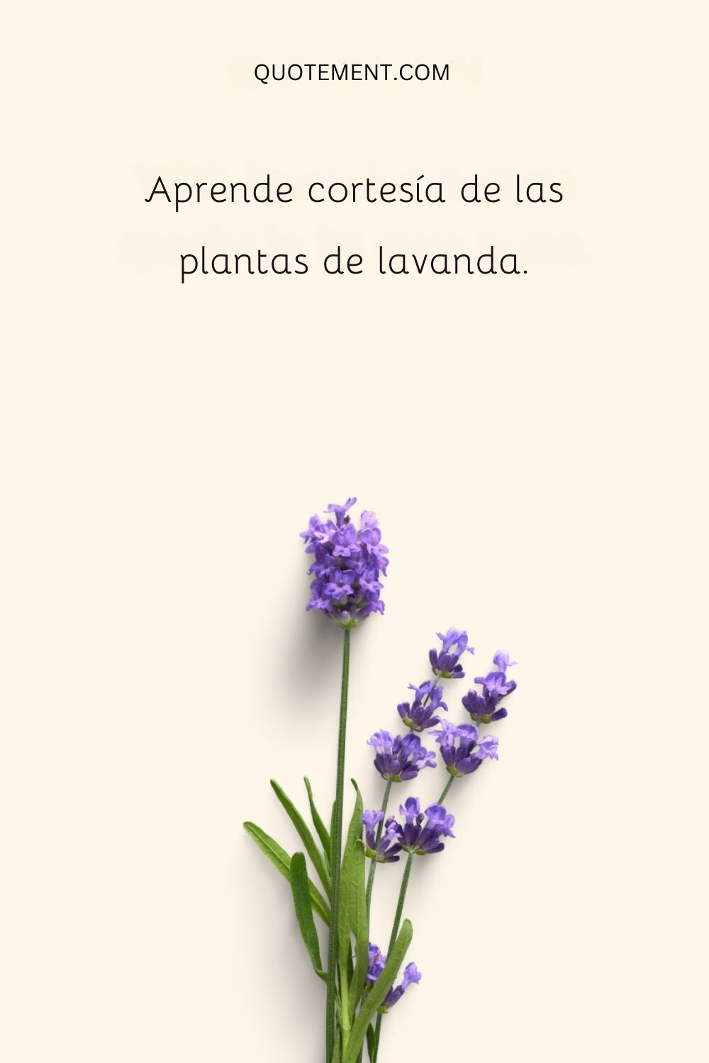 Aprende a ser cortés con las plantas de lavanda