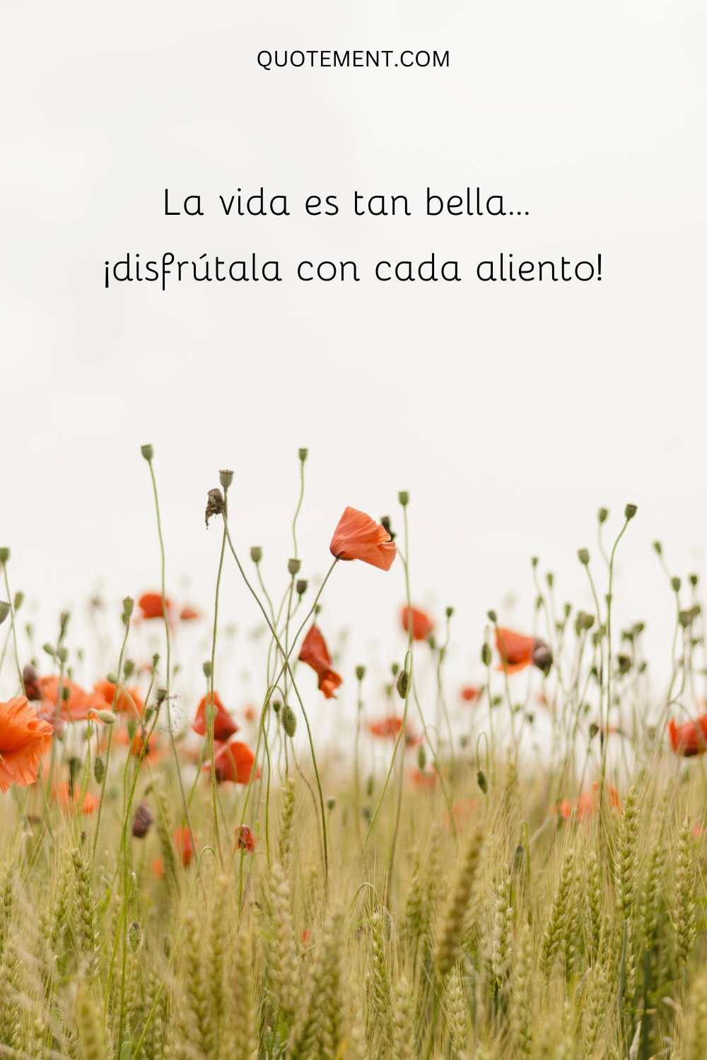 . La vida es tan bella