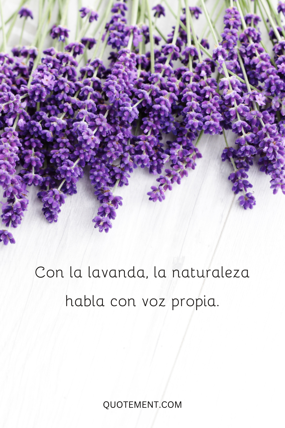 Con la lavanda, la naturaleza habla con su propia voz