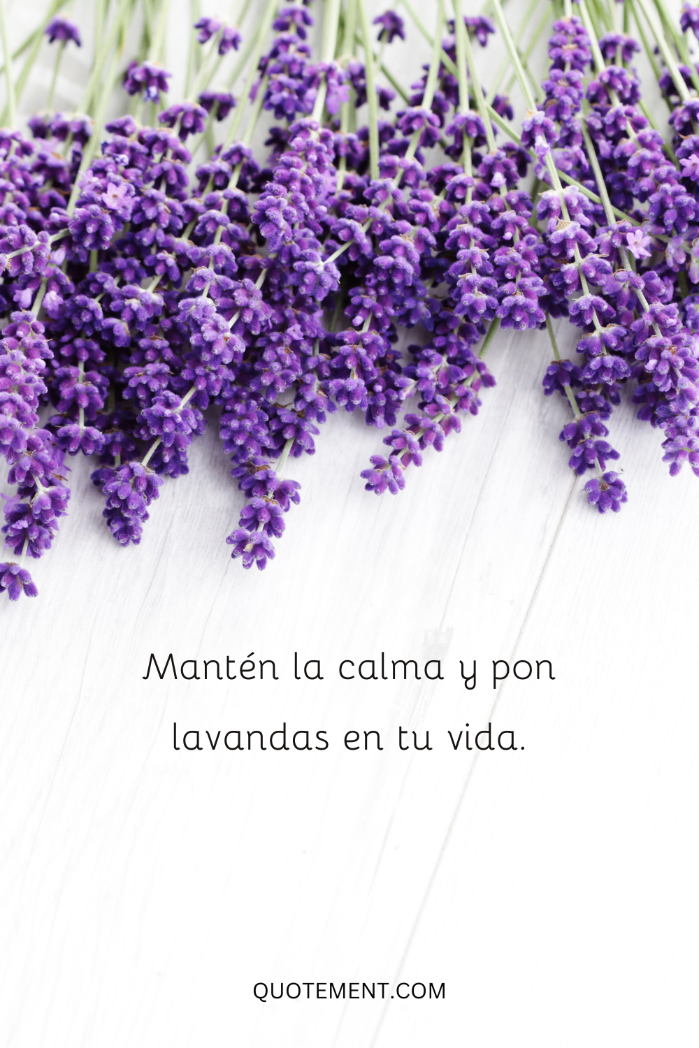 Mantén la calma y pon lavanda en tu vida