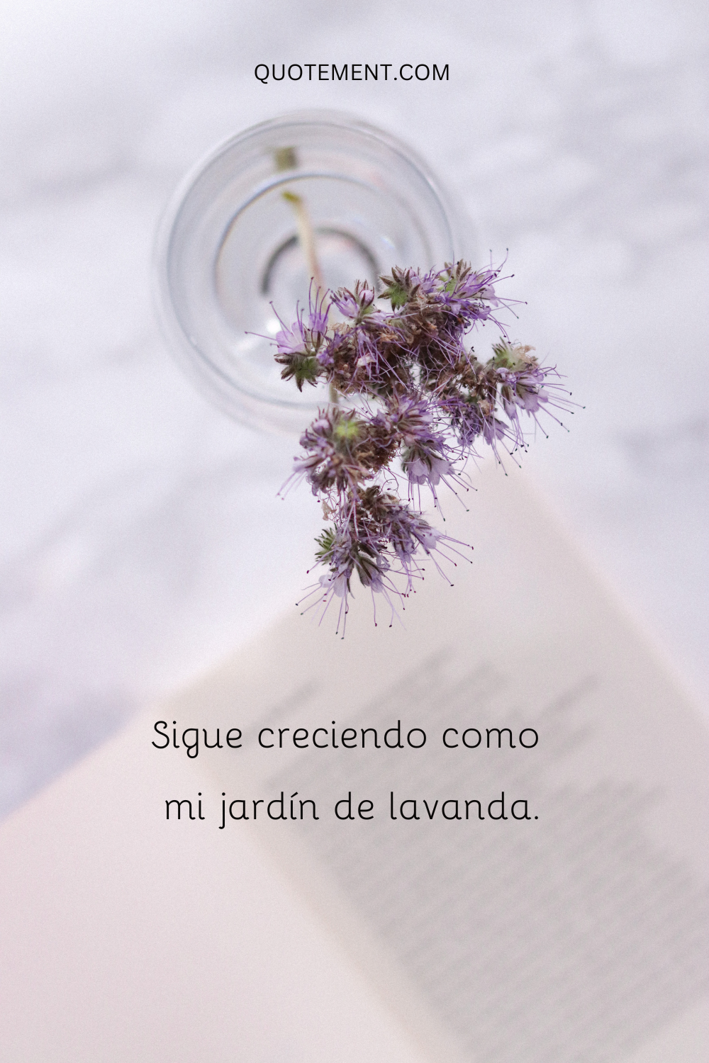 Sigue creciendo como mi jardín de lavanda