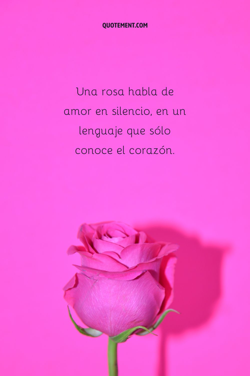 Una rosa habla de amor en silencio, en un lenguaje que sólo conoce el corazón.