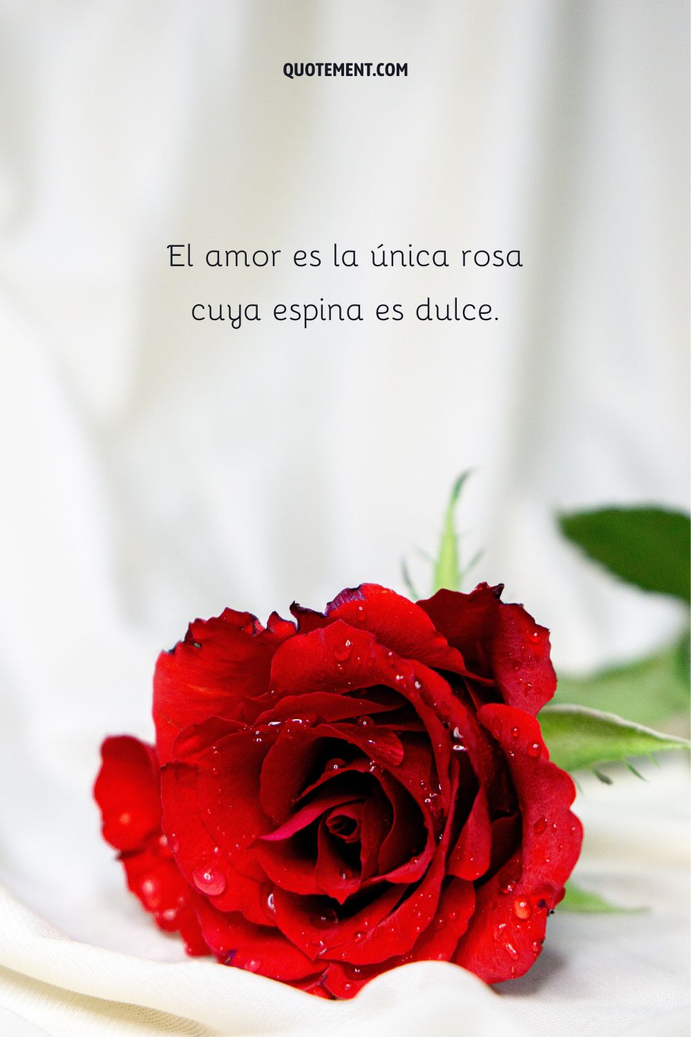 El amor es la única rosa cuya espina es dulce.