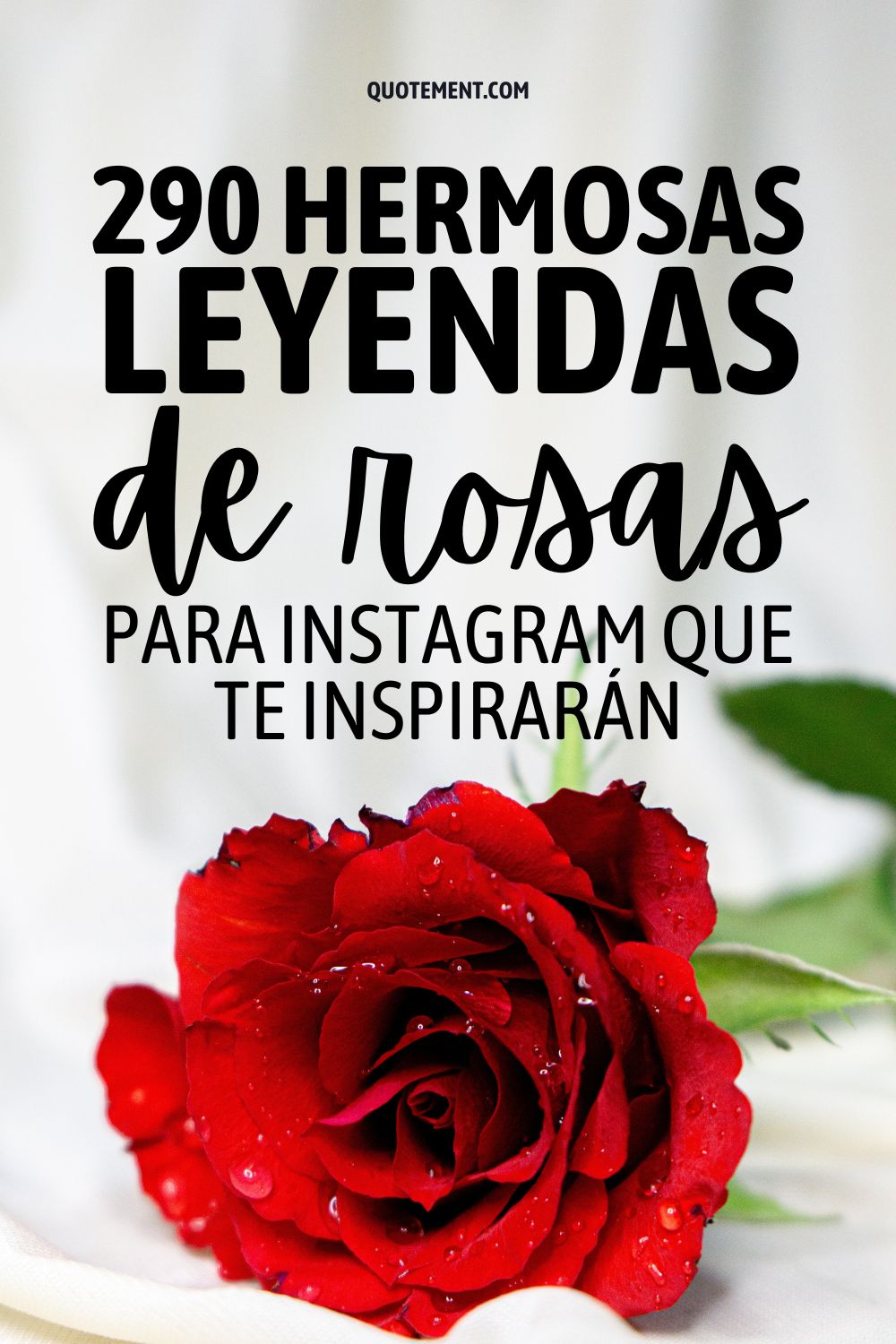 290 hermosas leyendas de rosas para Instagram que te inspirarán