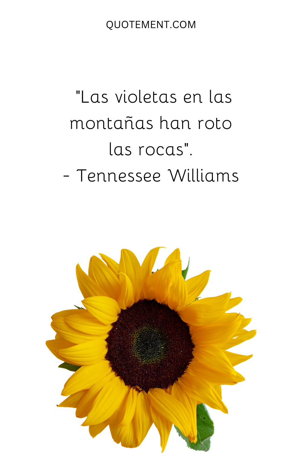 "Las violetas de las montañas han roto las rocas". - Tennessee Williams