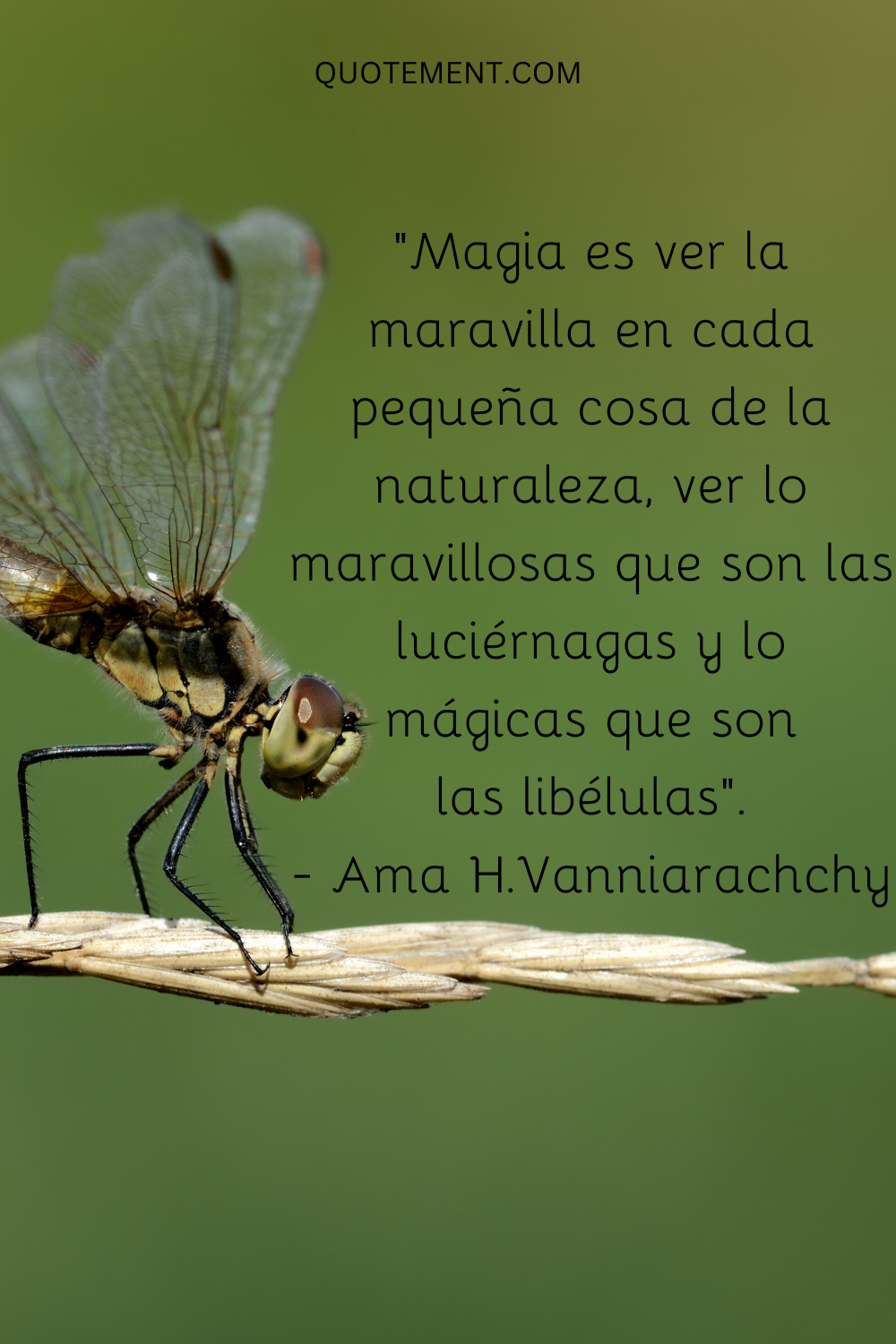 Magia es ver la maravilla en cada pequeña cosa de la naturaleza, ver lo maravillosas que son las luciérnagas y lo mágicas que son las libélulas