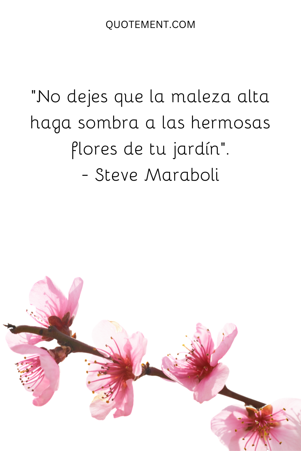 "No dejes que la maleza alta haga sombra a las hermosas flores de tu jardín". - Steve Maraboli