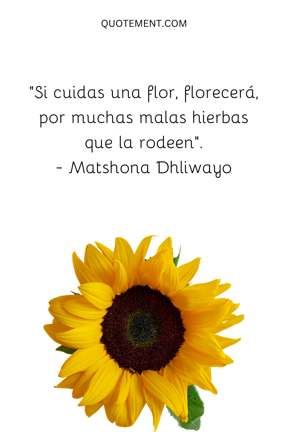 "Si cuidas una flor, florecerá, por mucha mala hierba que la rodee". - Matshona Dhliwayo